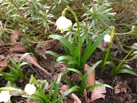 Garten2008 004.webp