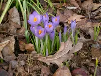 Garten2008 002.webp