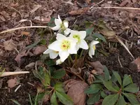 Garten2008 001.webp