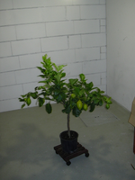 Zitronenbaum.webp