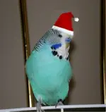 bubi weihnachten.webp
