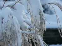 P1000834.webp