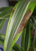 Yucca-Detail.webp
