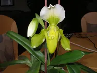 Frauenschuh-2.webp