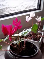 P1010010.webp
