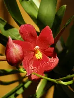 Miltonia.webp
