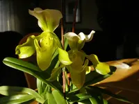 Phaphiopedilum.webp