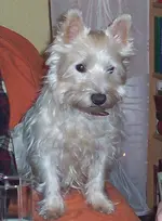 bony.webp