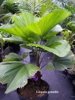 Licuala grandis.webp