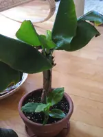 Banane.webp