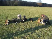 hunde2.webp