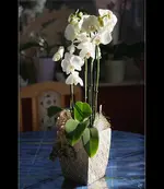 fc_9928.webp