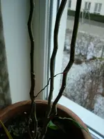DSC00226.webp