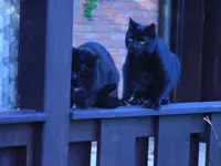 RIMG0084.webp