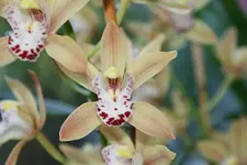 DSC00017_1.webp