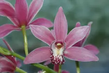 DSC00019_1.webp