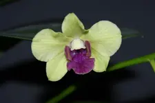 DSC00021_1.webp