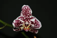 DSC00027_1.webp