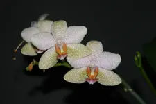 DSC00031_1.webp