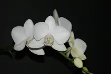 DSC00034_1.webp