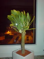 DSC00119.webp