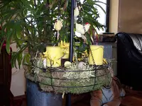Wichtel2.webp