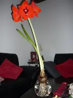 P1000217.webp