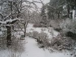 Garten am 4.Januar 1.jpg