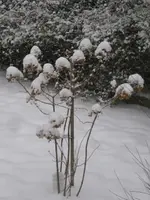 Garten am 4.Januar 2.webp