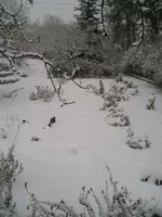 Garten am 4.Januar 3.webp