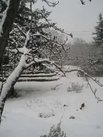 Garten am 4.Januar 4.webp