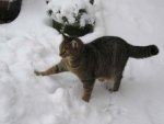 Cleo im Schnee.jpg