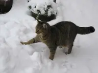 Cleo im Schnee.webp
