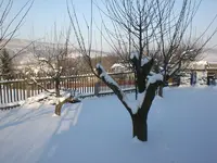 Garten Januar 2009 036.webp