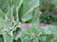 grossblatt01.webp
