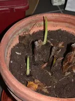 DSCN5332.webp
