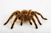 Spinne.webp