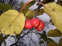 Bild 312.webp