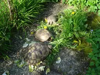 schildkröten.webp