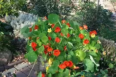 Kresse_1_251008_klein.webp