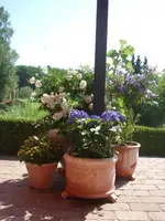 5 Kübel_Terrasse_klein.webp