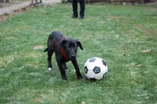 mit Ball.webp