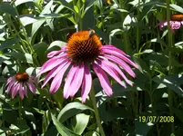 100_8403k.webp