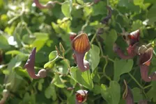 IMGP2534.webp