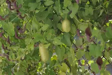 IMGP2535.webp
