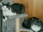 KKATZE4.GIF
