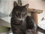 SUMMI1.GIF