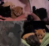 kittis.webp