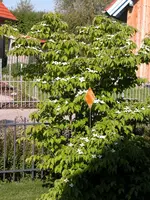 Blumenhartriegel.webp