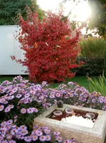 Blumenhartriegel Oktober.webp